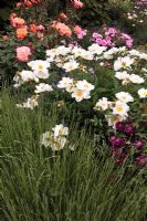 Paeonia 'Krinkled White' with Rosa and Lavandula in June - Sexby Garden Peckham Rye Park London