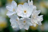 Narcissus grandiflora - paperwhite
