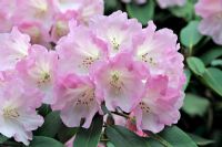 Rhododendron 'Naomi'
