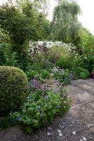 Early summer border including Phuopsis stylosa, Geranium and Aquilegia - Old Buckhurst, Kent
