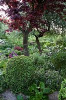 Summer borders in walled garden including Alliums, Iris, Papaver and Geraniums - Old Buckhurst, Kent