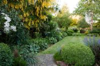 Raised lawn with overhanging Laburnum and mixed borders - Old Buckhurst, Kent