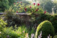 Rosa in walled garden - Old Buckhurst, Kent