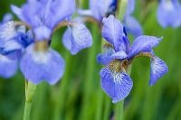 Iris sibirica - Old Buckhurst, Kent