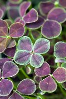 Oxalis - Four leaved clover