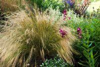 Stipa tenuissima and Penstemon in mixed border - NGS, Saffrons, West Sussex