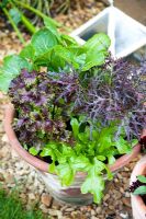 Pot with mixed salads - Mustard 'Red Frills', pak choi, oak leaf lettuce 'Cocarde' and lettuce 'Perilla Red'