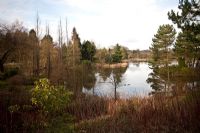 View of Bodenham arboretum, Worcestershire