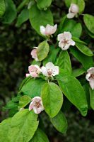 Cydonia oblonga 'Meech's Prolific' - Quince flowers