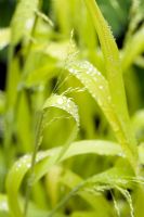 Milium effusum 'Aureum' - Bowles' Golden grass