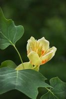 Liriodendron tulipifera - Tulip tree