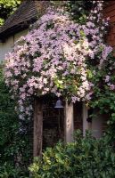 Clematis montana growing over porch
