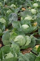 Brassica 'Derby Day' - Early ballhead summer cabbage which has good resistance against bolting