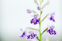 Ponerorchis graminifolia - Japanese Terrestrial orchid