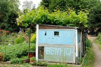 'Benfica', an Italian football club name, written on the side of an allotment shed - Fulham Palace Allotments, London