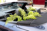 Fern on the back seat of an open top sports car, Columbia Road Market, East London