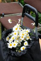 Leucanthemum vulgare - Ox-eye daisy in shopping trolly