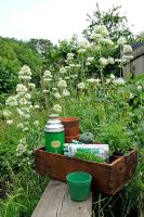 Old wooden box containting vintage green Isovac thermos flask, seed packets, terracotta pots and twine on old bench with Centranthus ruber - White Valerian growing behind on an allotment