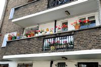 Red Pelargonium in assorted pots on Council flat balcony, Hackney, London, UK