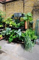 Vegetables on a vertical growing system against a wall, St Lukes Community Centre, Clerkenwell, London Borough of Islington UK