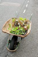 Wheelbarrow full of potted plants in the middle of the road, Hackney, London, UK