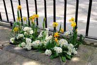 Primula  - Primrose with Narcissus - Daffodils growing behind railing is a City of London churchyard, England, UK