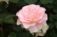 Rosa 'Johny's Rose', syn 'Cansit'