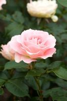 Rosa 'Johny's Rose', syn 'Cansit'
