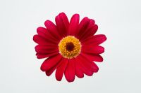 Argyranthemum - Marguerite daisy