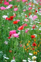 Papaver rhoeas - Wildflower meadow 
