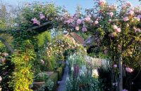 Wooden pergola with Rosa 'Albertine', 'Debutant' and 'Bonica', cobble pathway, boxwood hedges and white rosebay willowherb