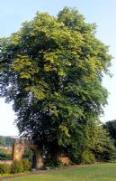 Tilia cordata - Lime tree in Preston Park, Brighton