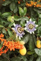 Passiflora caerulea - Passion flower with flowers and fruits with orange berried Pyracantha                     