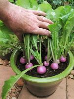 Turnips in six weeks project. Step 3. Purple skinned Turnip 'Primera' growing in a glazed pot and ready for pulling just five weeks from transplanting                              