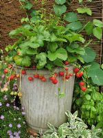 Perpetual fruiting Strawberry 'Flamenco' growing in a galvanised metal washing tub with Rosemary, Golden Marjoram and Basil. Variegated Sage and blue Brachycome at the base                             