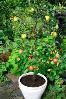 Coronet Family Malus - Apple tree with two varieties - 'Elstar' and 'James Grieve' grafted on to one rootstock. The fruit have been thinned so each one reaches full size.