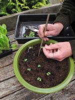 Turnips in six weeks, Step 2. Transplanting seedlings of Turnip 'Primera' into a green glazed pot from the open garden holding them by the seed leaves and using a cane as a dibber                              