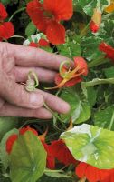 Spent flower and seed pod on Tropaeolum - Nasturtium 'Peeping Tom'. Pinch off the curling flower heads when the petals are still attached before the seed pods swell or flowering will cease