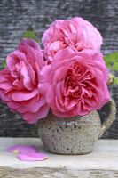 Rosa 'Constance Spry' in speckled rustic jug