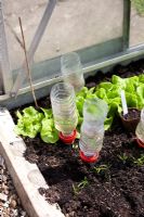 Self watering bottles in greenhouse at Waders, Sussex
