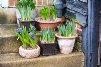 Collection of plant containers in early spring on farmhouse steps at Sandhill Farm House, Sussex