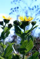 Low angle view of Inula helenium
