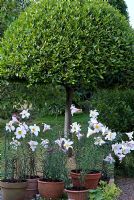Lilium regale in pots under clipped Laurus nobilis - Bay Tree