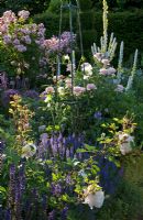 Summer border of Rosa 'Cottage Rose' and R. 'Queen of Denmark', Salvia  