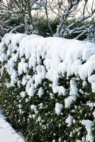 Taxus baccata - Yew hedge, under snow