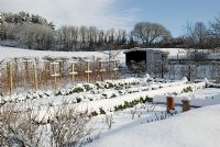 Vegetable garden under snow 