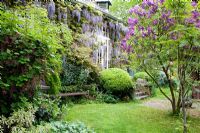 Building covered with Wisteria floribunda macrobotrys, and lawned area with seat and Syringa vulgaris - Chauffeurs Flat, Surrey