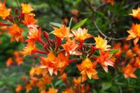 Rhododendron 'President du Carnot'