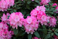 Rhododendron 'Hachmann's Polaris' AGM 