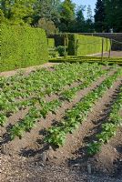 Different varieties of potatoes growing in rows in the walled garden at Threave Garden, owned by The National Trust for Scotland, Dumfries and Galloway 
